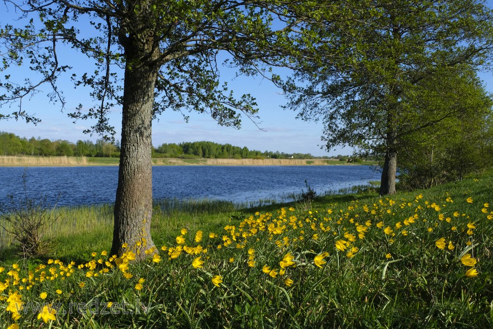 Wild Tulips in Lielupe Floodland Meadows on Bank of Lielupe