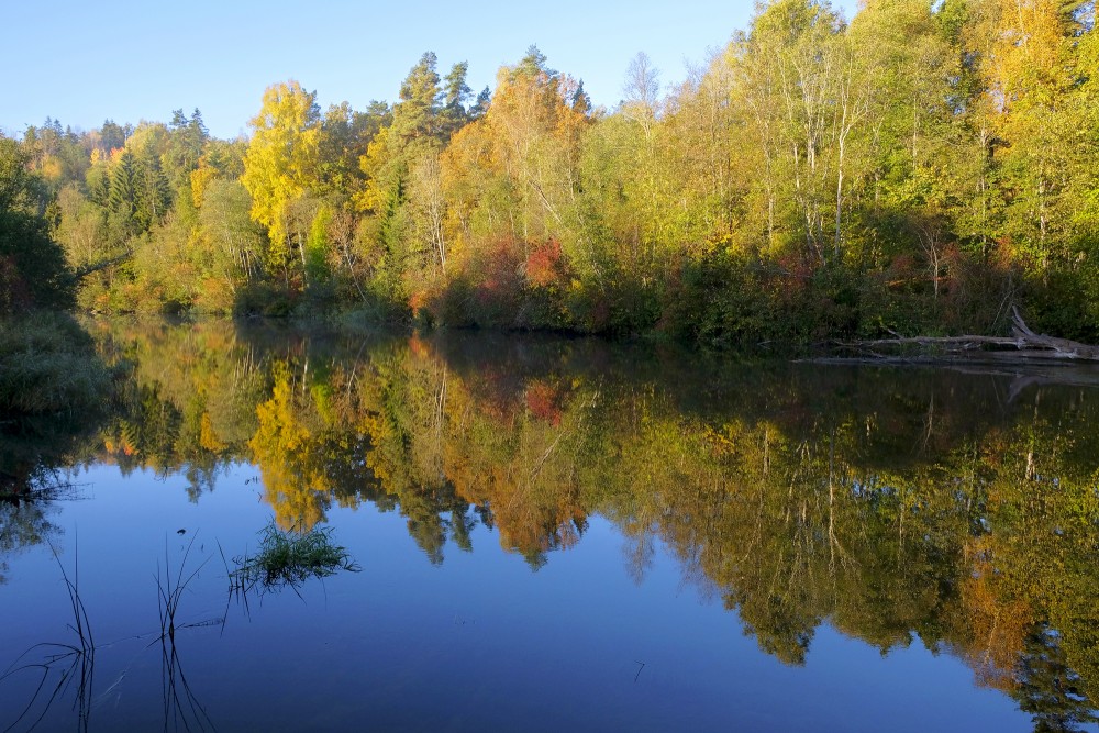 The Reflection of the Trees in the Water of the Abava River