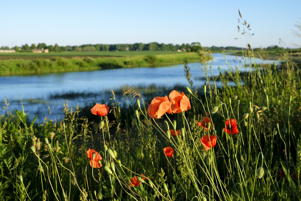 Long-headed Poppy