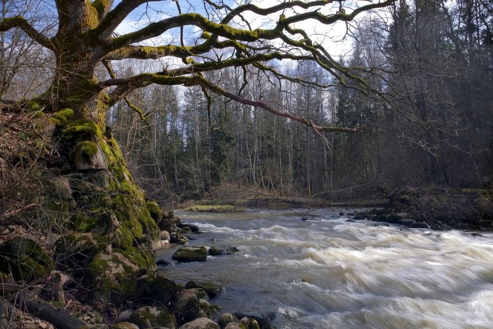 The Vārtāja River near the Ruins of the Aizkrūte Mill