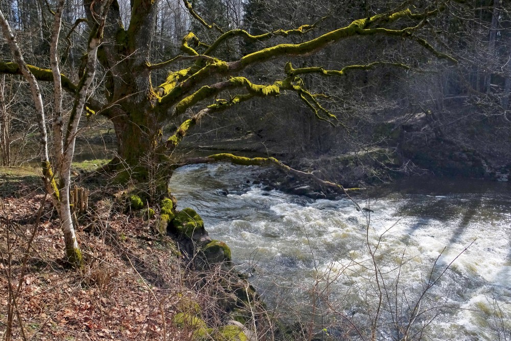 The Vārtāja River near the Ruins of the Aizkrūte Mill