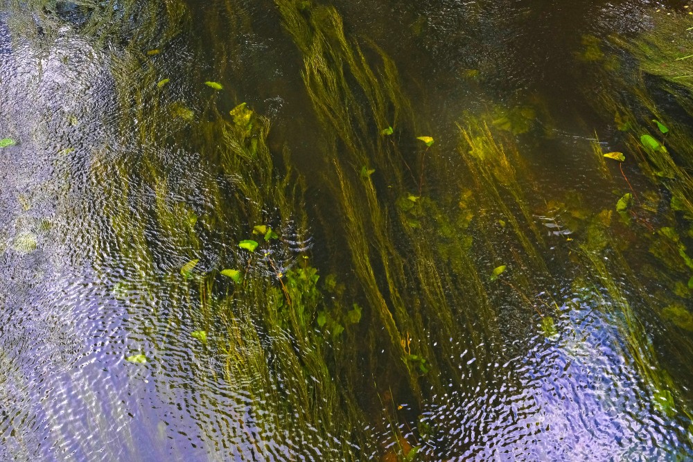 Ūdenszāles Engures upē