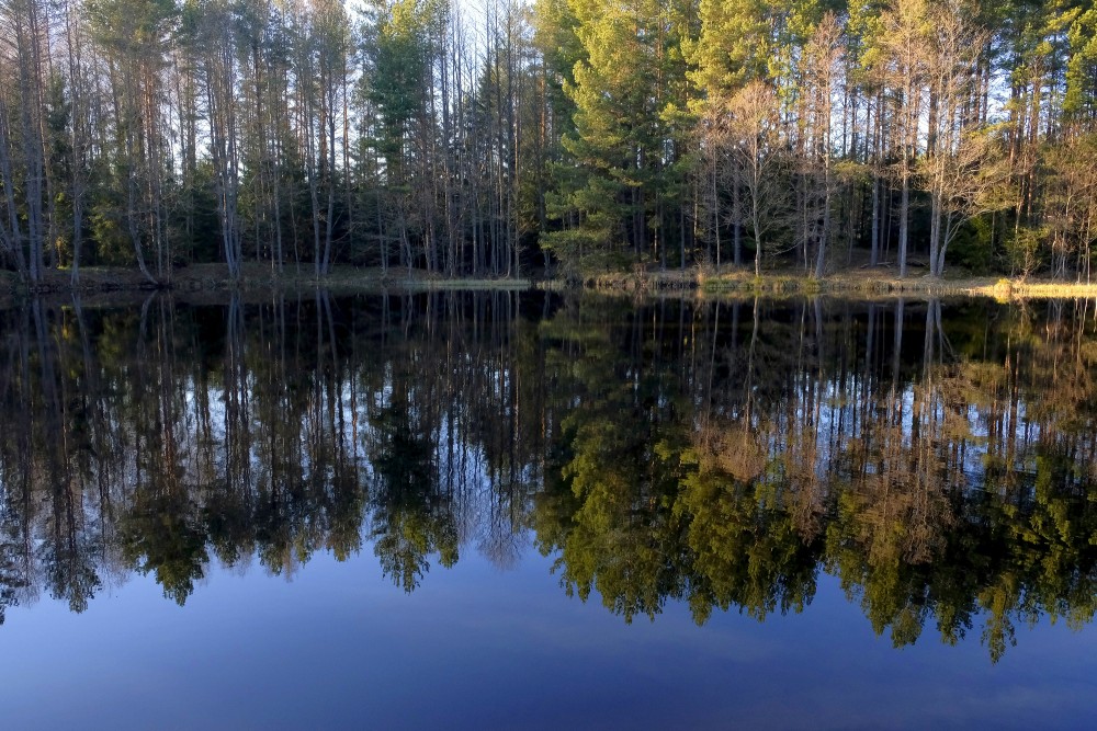 Mīzalvalks (stream)