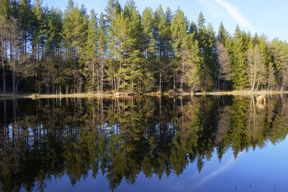 The reflection of the trees in the water, Mīzalvalks (stream)