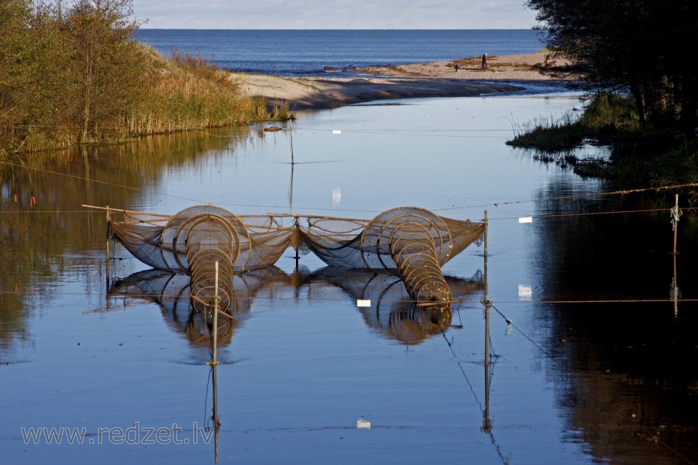 Fish trap in Užava River
