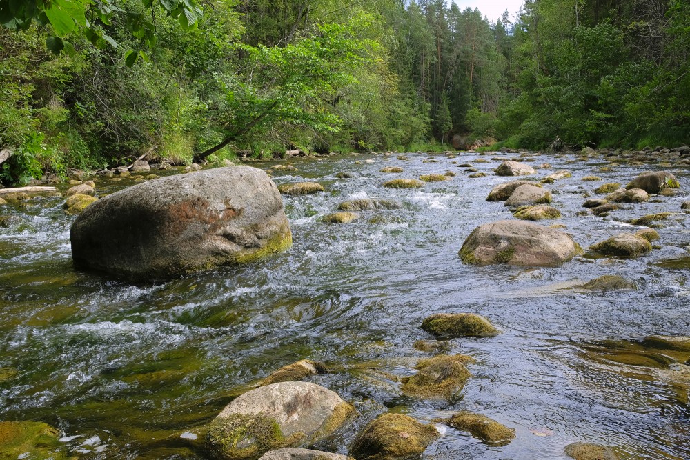 Amata River In Summer