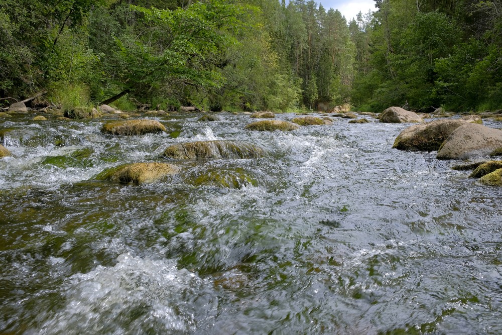 Amata River In Summer