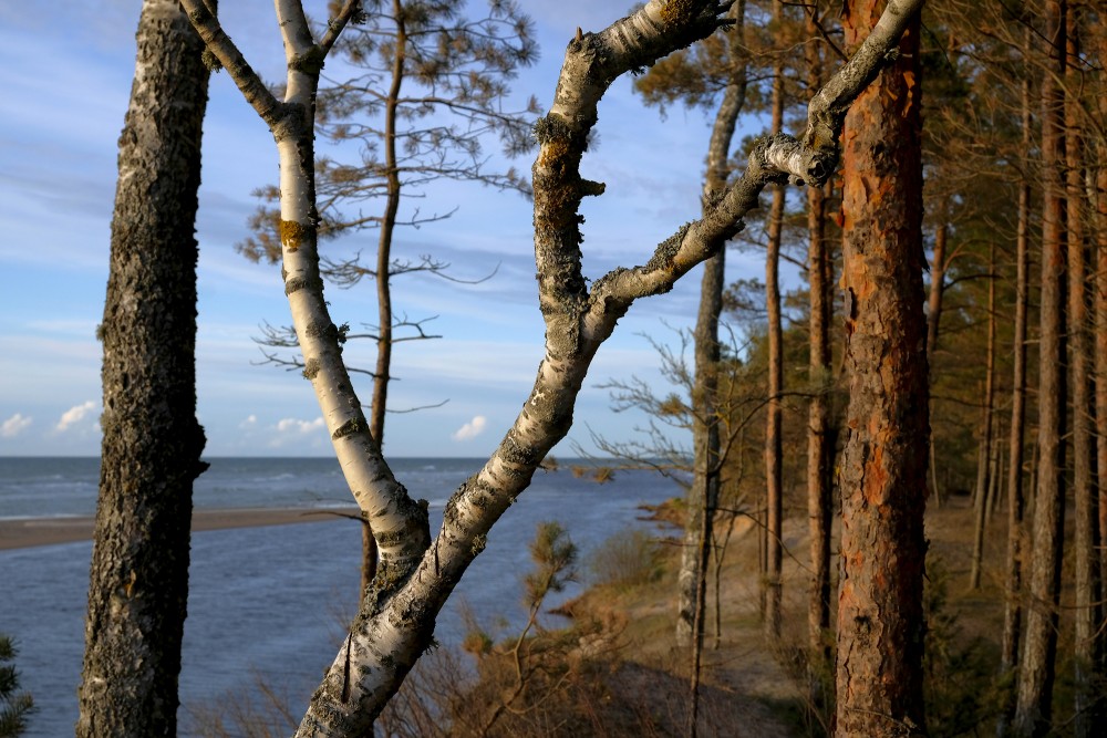 Irbe River Estuary, Birch