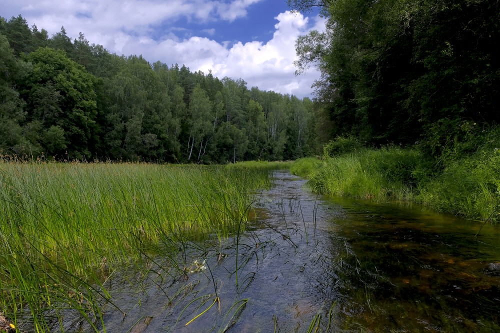 Gauja pie Vizlas ietekas
