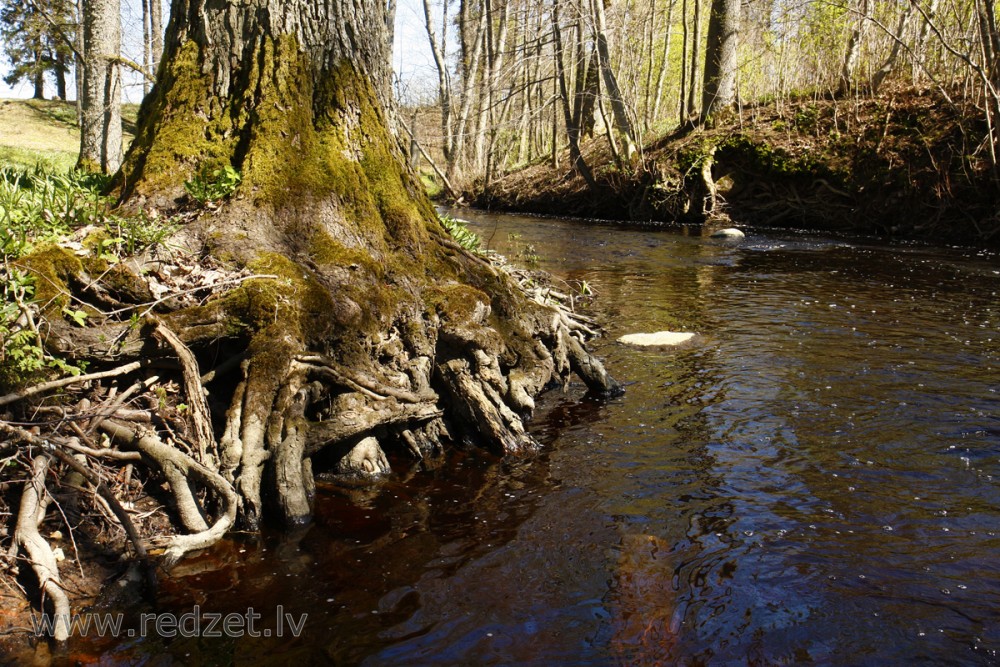 Mazbriedes upe pie Dikļiem