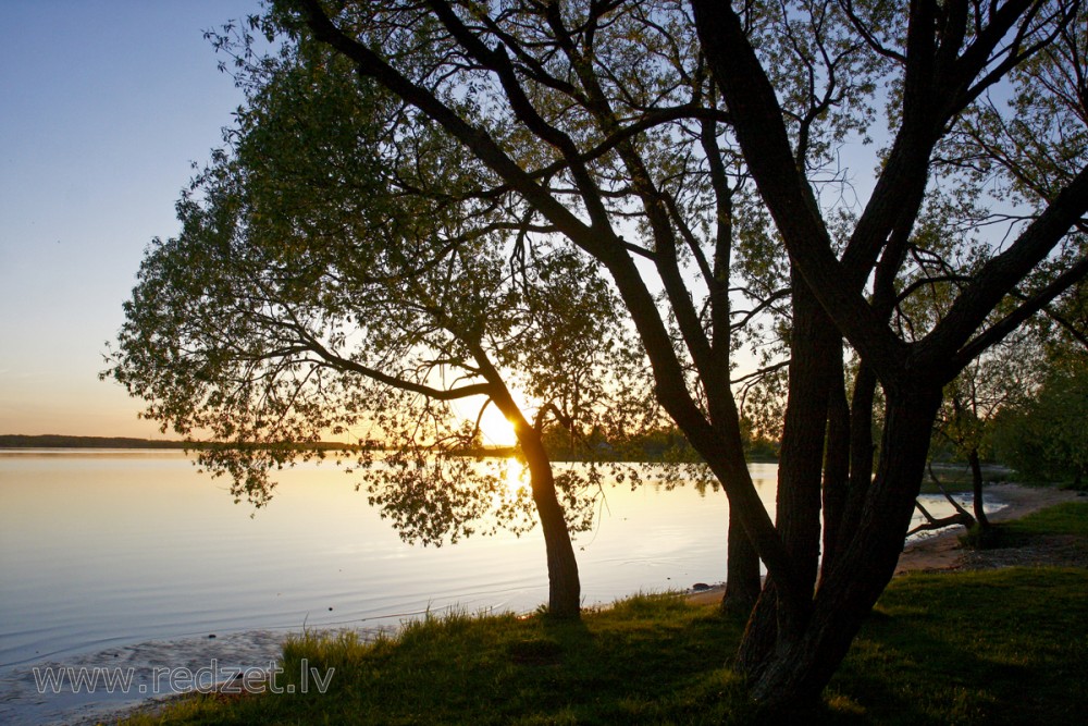 Saulriets Daugavā