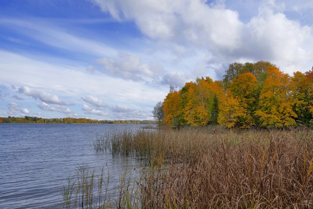 Rudens ainava pie Daugavas ar krāsainiem kokiem un niedru piekrasti