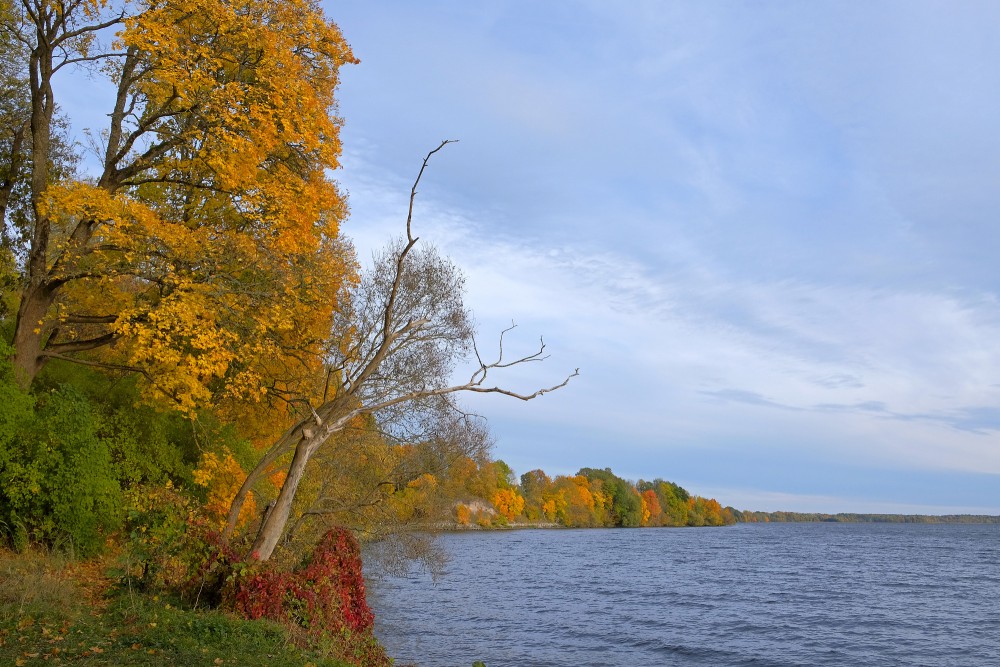 Autumn Trees and Expansive River View Along the Daugava