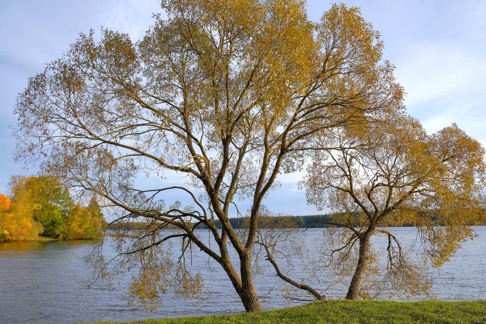 Lone Tree by the Daugava in Autumn Colors With a Peaceful River View