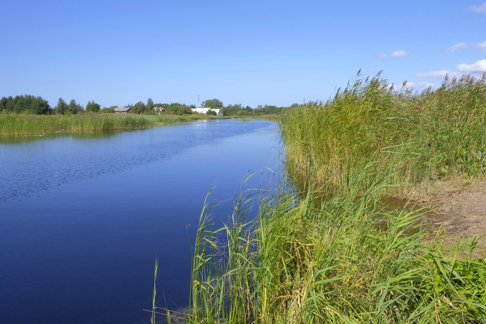 Papes kanāls ar niedrēm un mierīgu ūdens virsmu vasarā