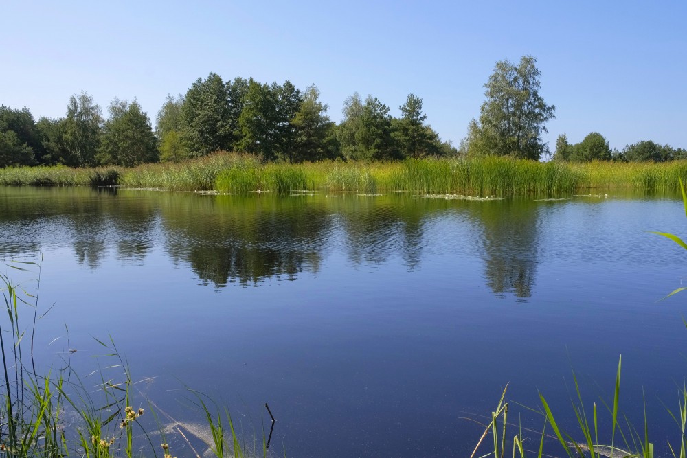 Papes kanāla ūdens spoguļattēli ar niedrēm un kokiem
