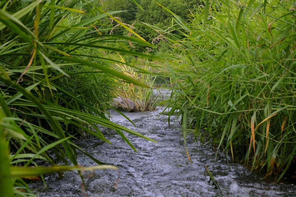 Alekšupīte River Estuary in Venta River