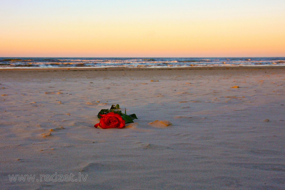 Roze jūrmalā