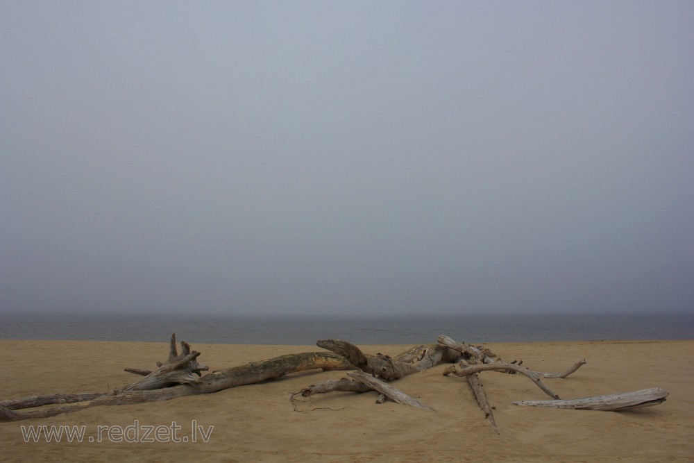 Tree Trunks washed ashore