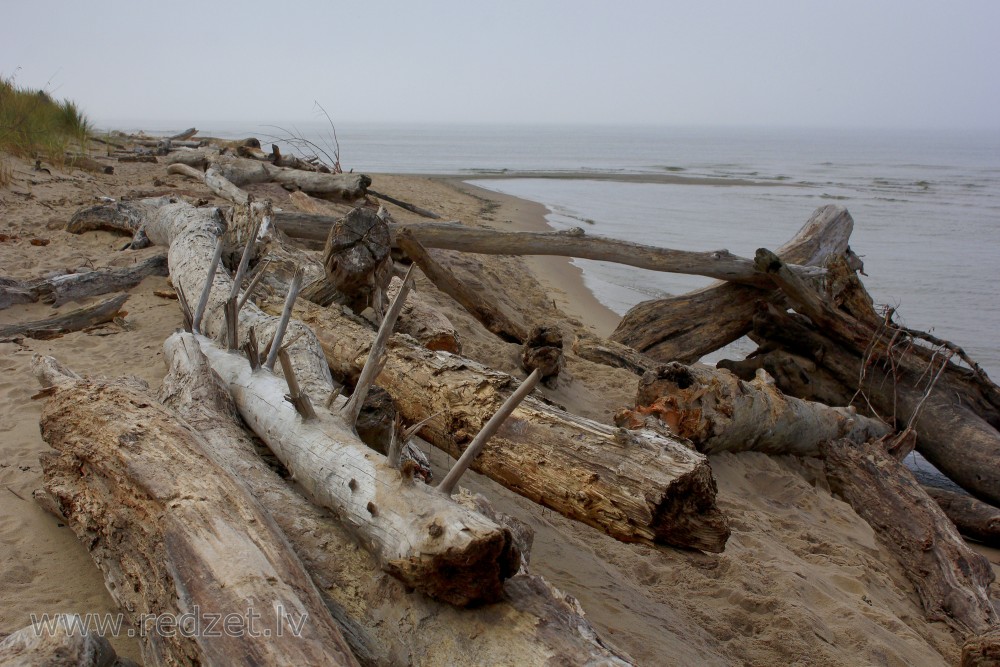 Tree Trunks washed ashore