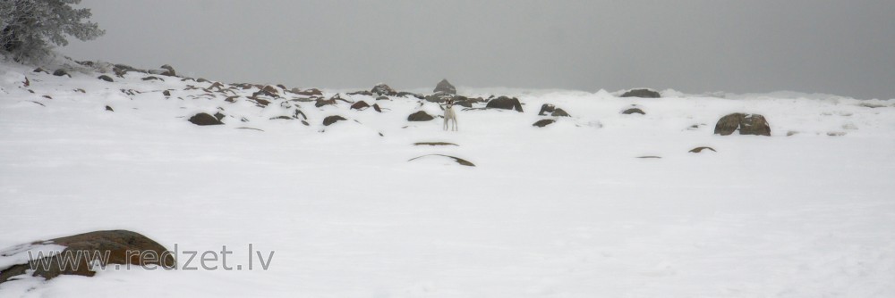 Mērsraga akmeņainās jūrmalas panorāma ziemā