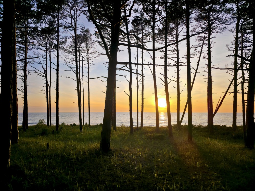 Saulriets Baltijas jūrā, mežs pie jūras Saulriets Baltijas jūrā, mežs pie jūras