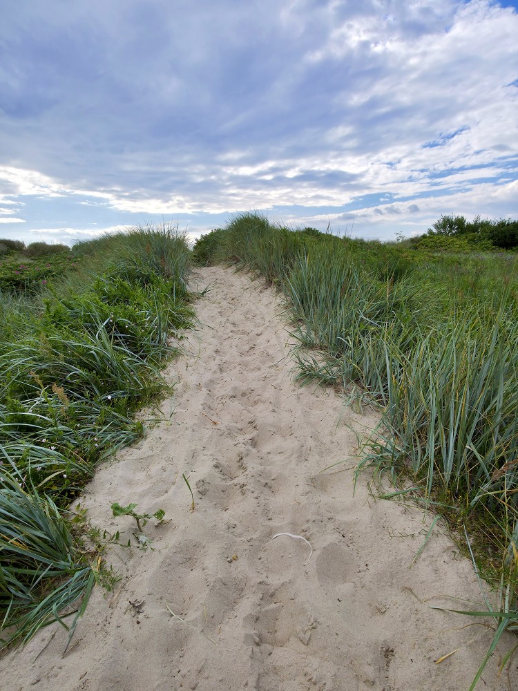 Taciņa kāpās uz jūru