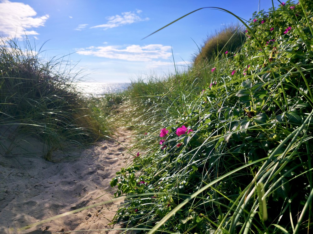 Nidas jūrmalas kāpas