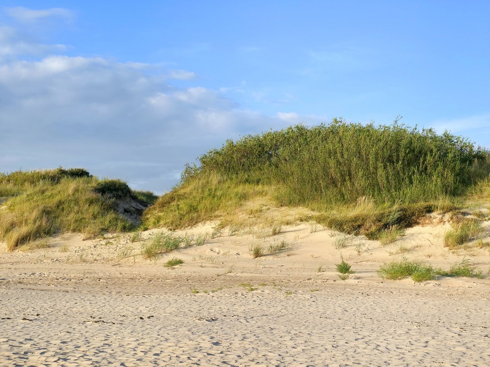 Sunlit sand dunes with coastal vegetation