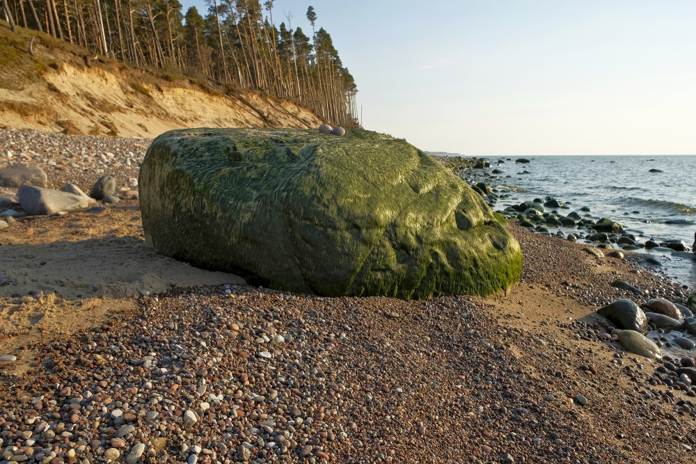 Ar aļģēm apaudzis liels akmens