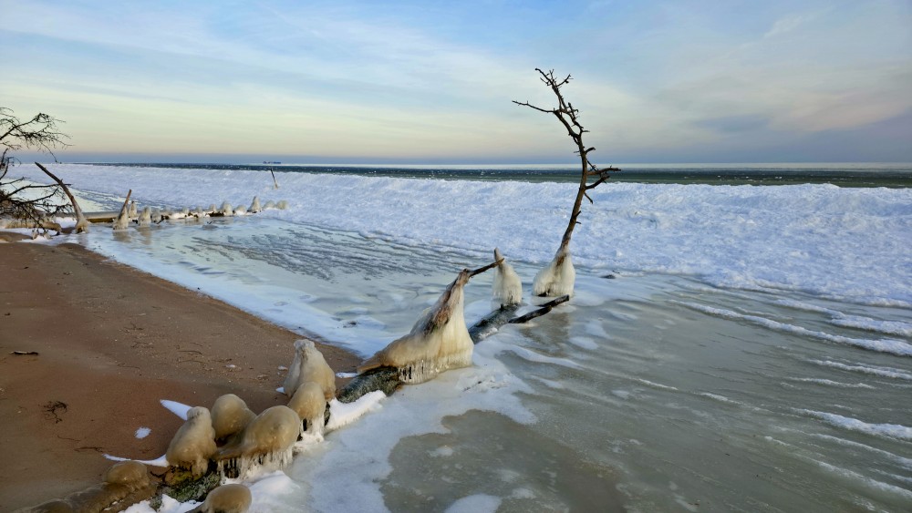 Cape Kolka in winter: frozen coast with ice-covered tree trunks along the shore