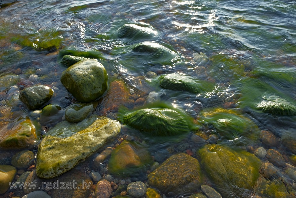 Stones Covered with Green Algae