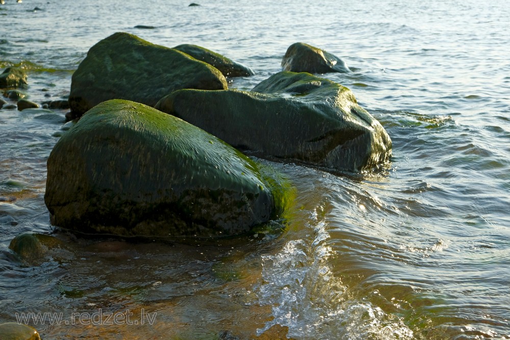 Ar aļģēm apauguši akmeņi jūras ūdenī