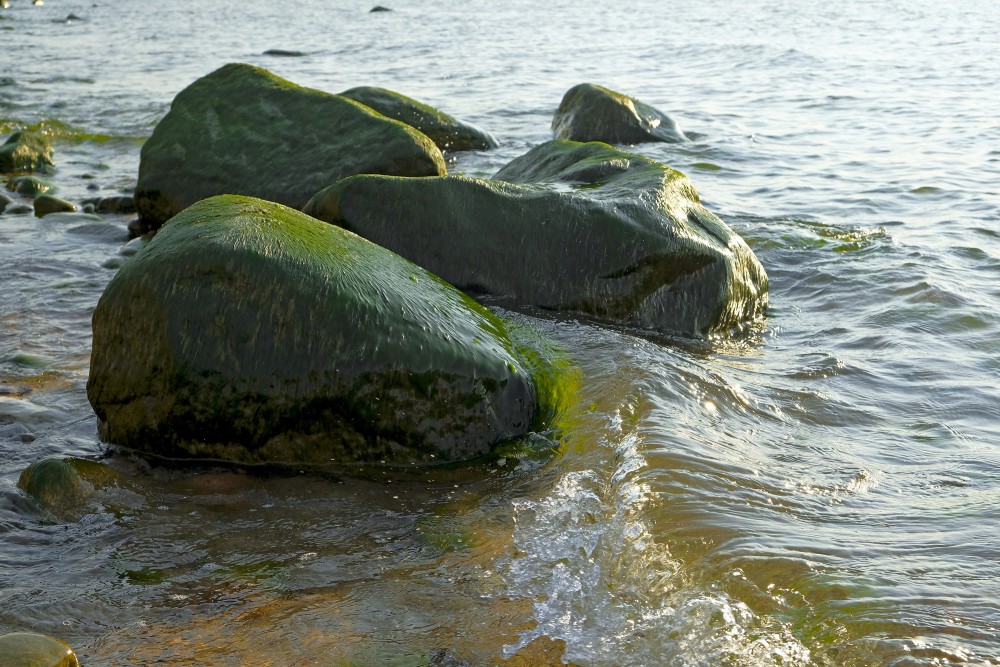 Ar aļģēm apauguši akmeņi jūras ūdenī