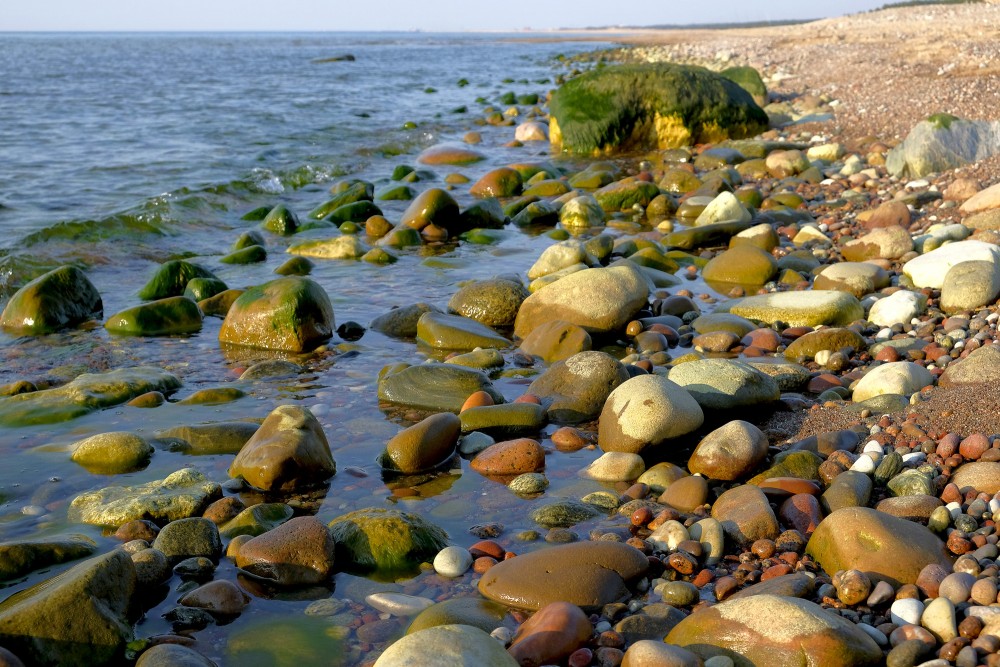 Ar aļģēm apauguši akmeņi Kurzemes jūrmalā