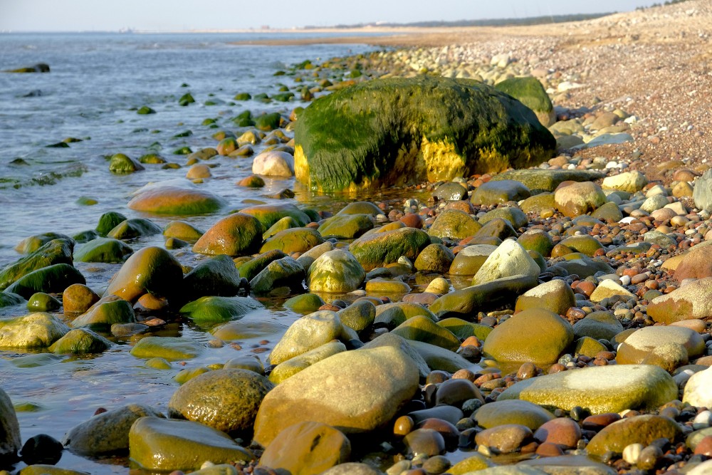 Ar aļģēm apauguši akmeņi Kurzemes jūrmalā Ar aļģēm apauguši akmeņi Kurzemes jūrmalā