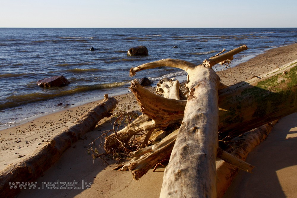 Tree Trunks on the Sea Shore