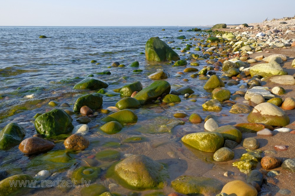Ar aļģēm apauguši akmeņi Kurzemes jūrmalā