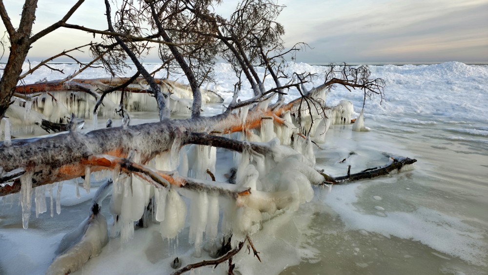 Ice-covered coastal trees at Cape Kolka with icicles on a frozen sea background