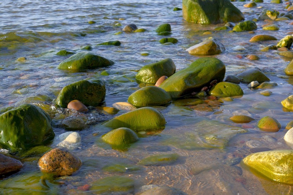 Ar aļģēm apauguši akmeņi