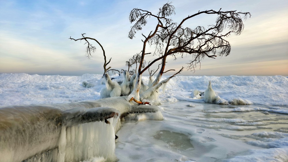 Frozen sea edge at Cape Kolka with an ice-covered tree and winter sky
