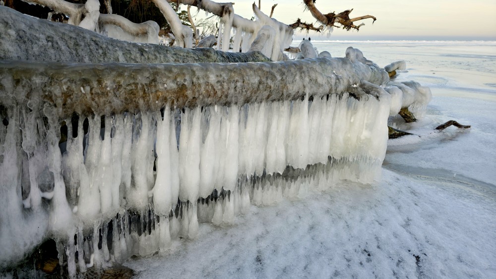 Long icicles on an ice-covered trunk at Cape Kolka by the frozen coastline