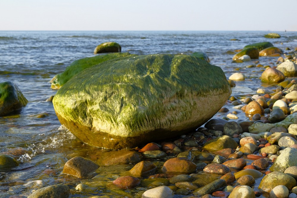 Ar aļģēm apauguši akmeņi Ar aļģēm apauguši akmeņi