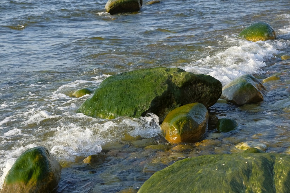 Viļņi apskalo aļģēm apaugušus akmeņus