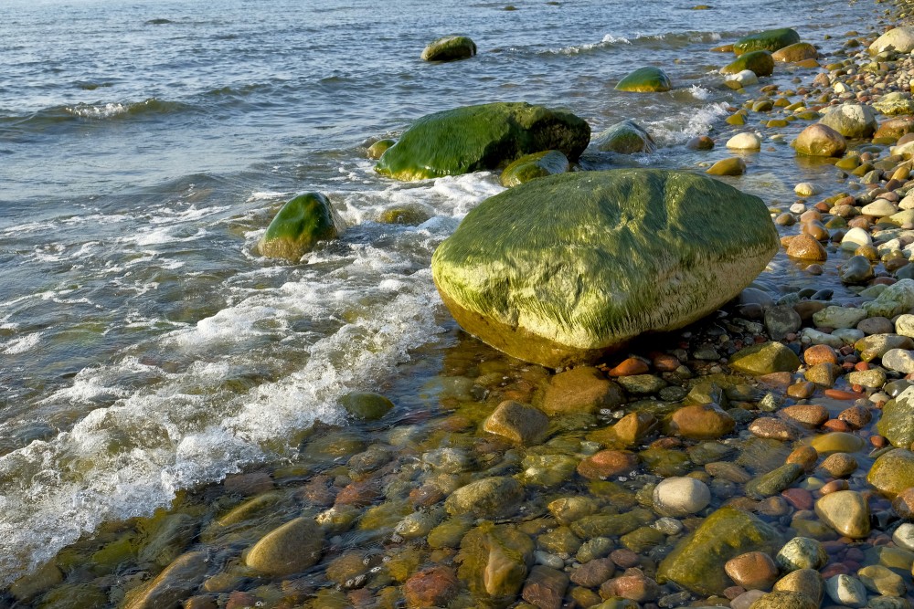 Ar aļģēm apauguši akmeņi