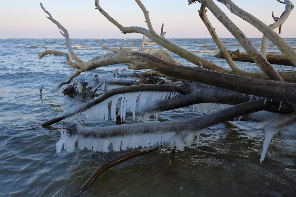 Apledojuši koki Kolkasragā