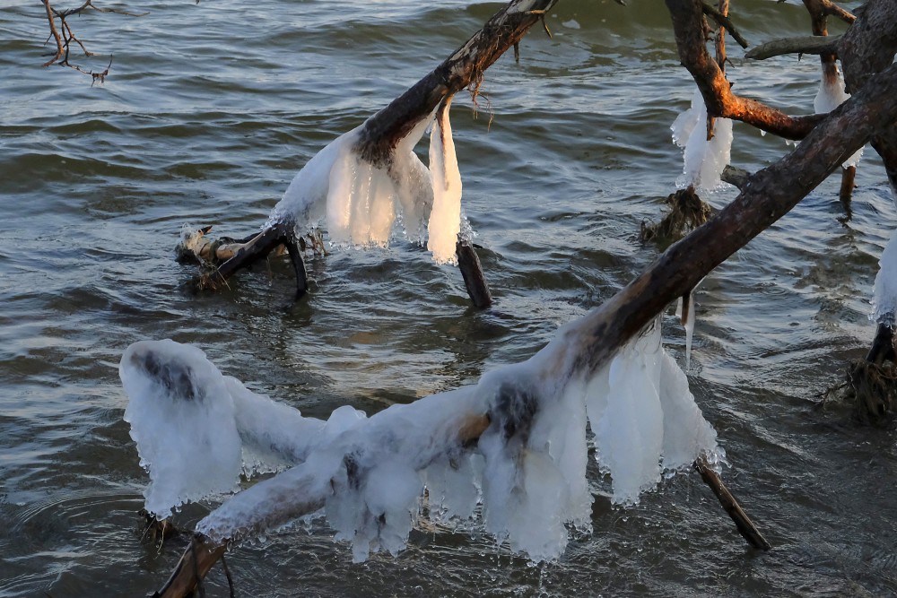 Apledojuši koki Kolkasragā