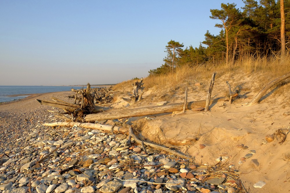 Vētras nogāzti koki jūras krastā