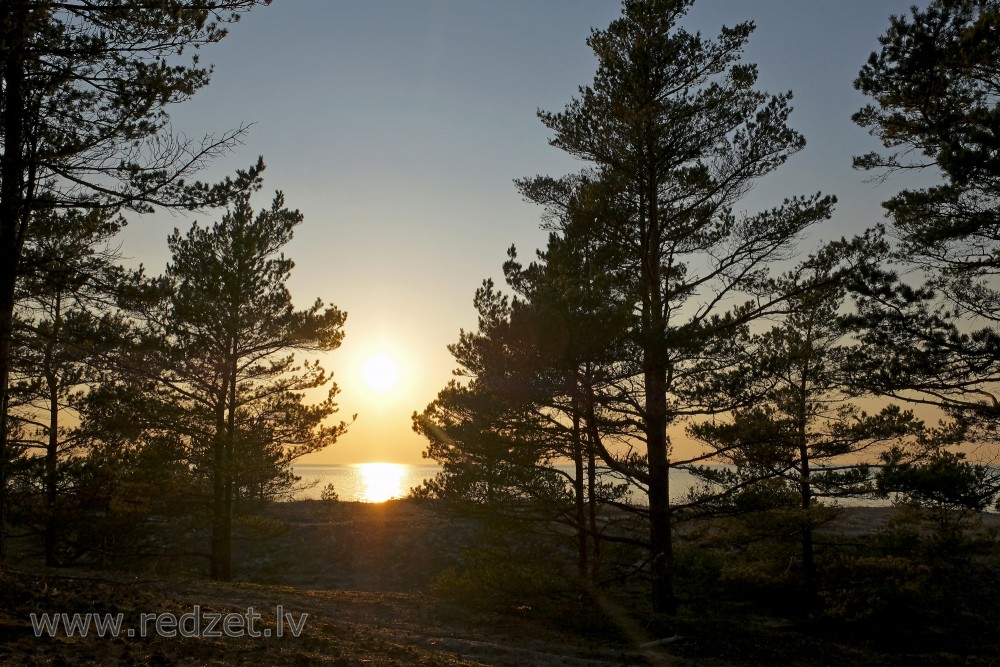 Pine Silhouettes at Sunset