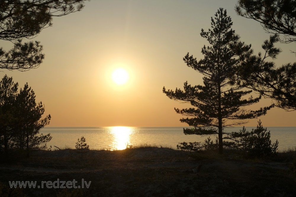 Pine Silhouettes at Sunset